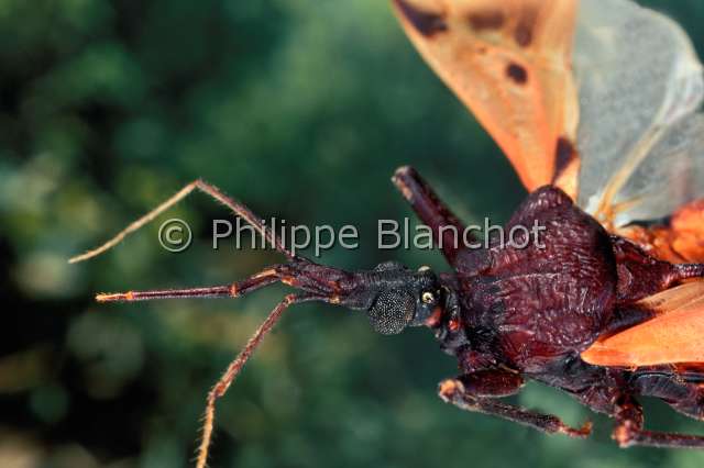 Triatoma dimidiatus.JPG - Triatoma dimidiatus (Portrait)ReduveAssasin bugHemipteraReduviidaePanama